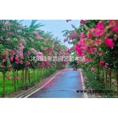 50公分連翹苗價(jià)格多少錢？連翹苗80公分高哪里有？