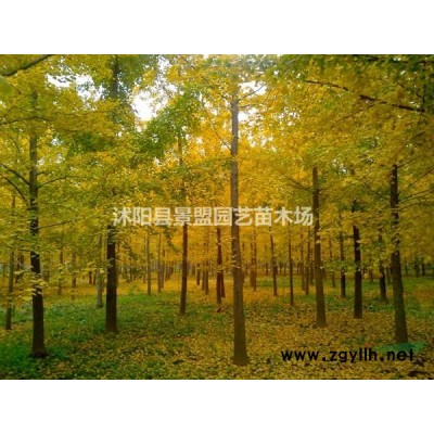 九月移栽連翹成活率高嗎？