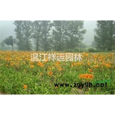 出售金葉連翹