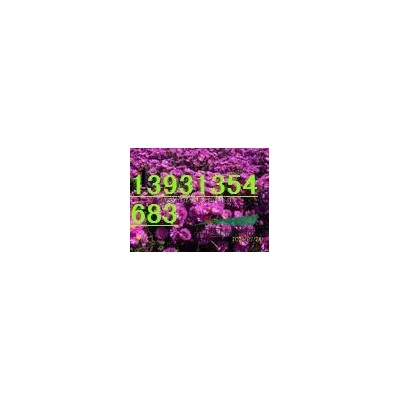 石榴 花石榴 果石榴 石榴價格