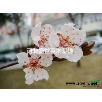 優質的花石榴報價 花石榴多少錢