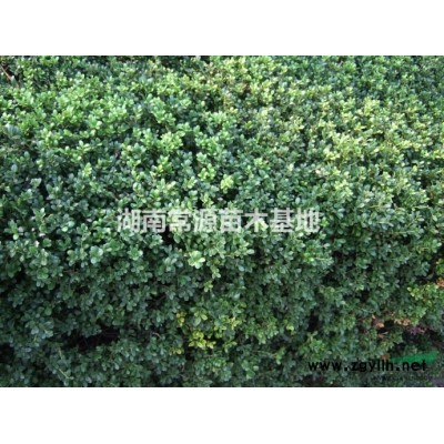 湖南臘梅價格，湖南紅梅價格，湖南綠梅價格，湖南梅花價格