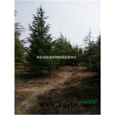 連翹苗一畝地栽多少棵？山西 藥用連翹苗大量出售-連翹苗