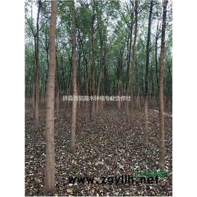 藥用高產(chǎn)連翹苗 連翹苗價(jià)格 2年連翹苗價(jià)格 連翹苗多少錢一株？