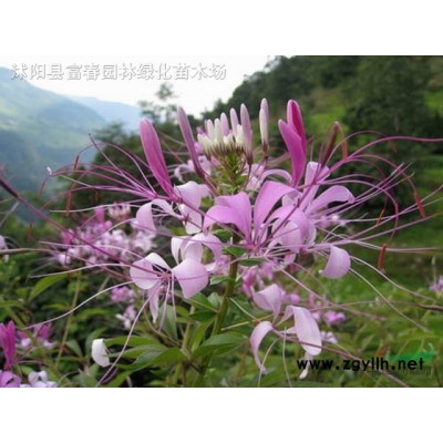 花葉假連翹小苗 花葉假連翹袋苗 基地直銷 大量批發(fā)