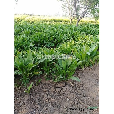 河北定州供應80--150公分高的多枝紅瑞木100000棵