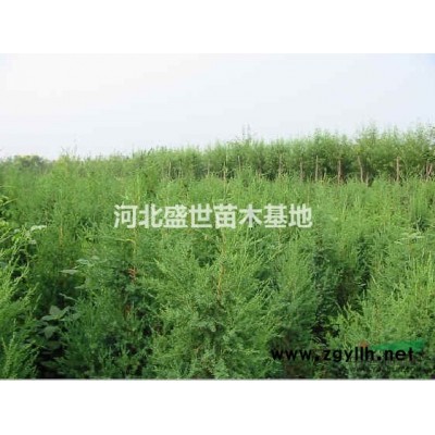 優質的紅瑞木種植基地 精心培育紅瑞木