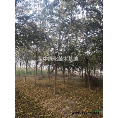紅瑞木 /紅瑞木基地/紅瑞木價格/紅瑞木圖片/紅瑞木產地