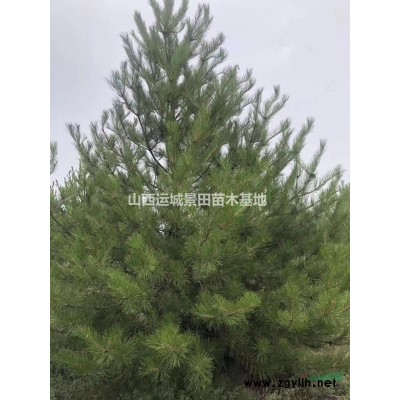 連翹苗·各地區(qū)連翹報(bào)價(jià)·山西藥用連翹苗價(jià)格詳情