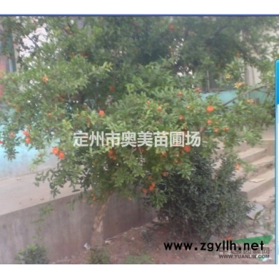 紅瑞木 定州紅瑞木 河北紅瑞木 紅瑞木價格