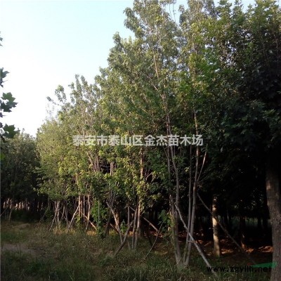 山桃，山杏，花石榴，梨樹，櫻桃苗，丁香，臘梅，絢麗海棠