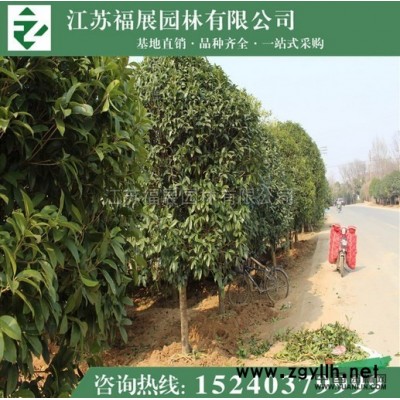 江蘇連翹，黃老虎2信息