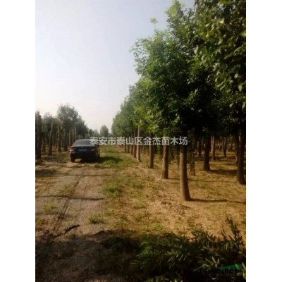 供應中華壽桃，紅梅，臘梅，櫻花，晚櫻，流蘇，竹子