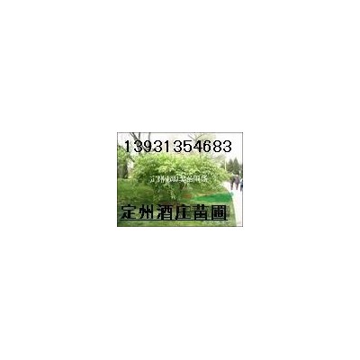 河北定州出售4-8分枝的叢生東北連翹30000棵