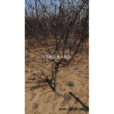紅瑞木綠籬，紅瑞基地，叢生紅瑞木