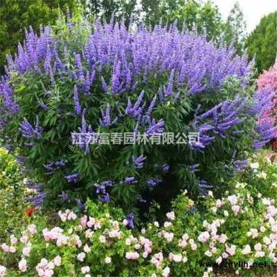 花石榴、花石榴苗、石榴苗、沭陽花石榴基地