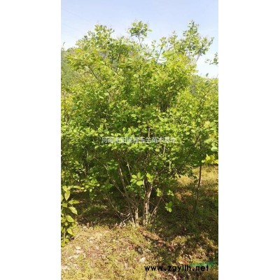 叢生黃櫨，3米叢生黃櫨，4米叢生黃櫨，5米叢生黃櫨