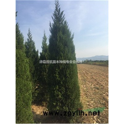 山西千畝連翹苗種植基地出售0.3公分-0.4公分-0.5公分連翹苗
