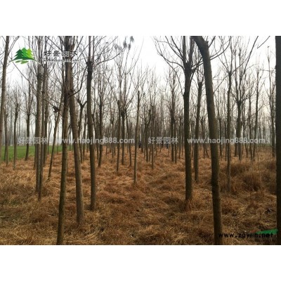 紅瑞木價格_紅瑞木圖片_紅瑞木產地_紅瑞木綠化苗木苗圃基地