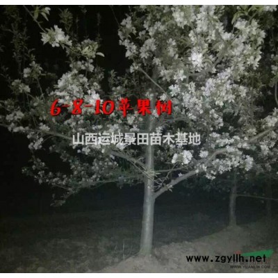 一年生50公分連翹苗價(jià)格·兩年生80公分連翹苗多少錢？