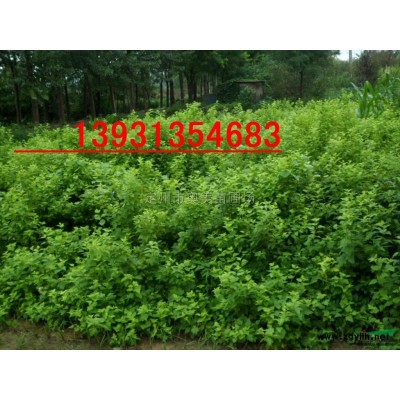定州供應80--120公分的叢生紅瑞木 ，紅瑞木小苗