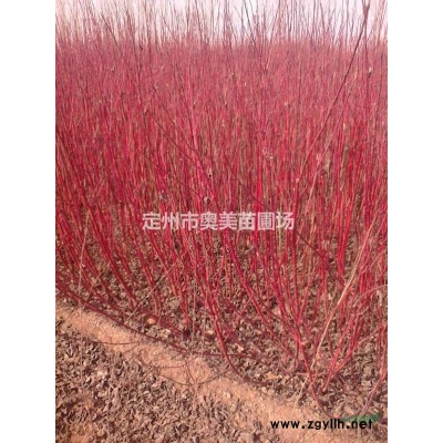 紅瑞木 叢生紅瑞木 紅瑞木小苗 紅瑞木條子 3-5分支紅瑞木