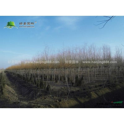 花石榴價格_花石榴圖片_花石榴產地_花石榴綠化苗木苗圃基地