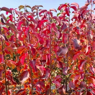 批發(fā) 黃櫨杯苗 風(fēng)景區(qū)群植成林 秋季紅葉 街道綠化地種植 根系發(fā)達(dá)黃櫨苗 價(jià)格優(yōu)惠 歡迎來電