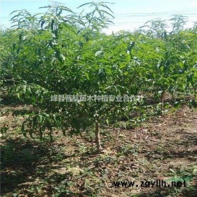 連翹苗-山西連翹苗-藥用連翹苗-500萬(wàn)株1年連翹苗批發(fā)