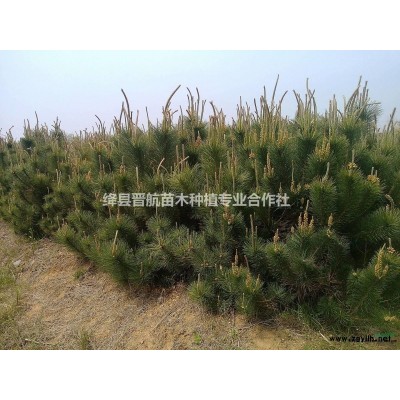 高產(chǎn)連翹苗//高產(chǎn)連翹苗//高產(chǎn)連翹苗價(jià)格//高產(chǎn)連翹苗