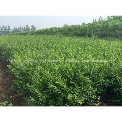 連翹價格_連翹圖片_連翹產地_連翹綠化苗木苗圃基地