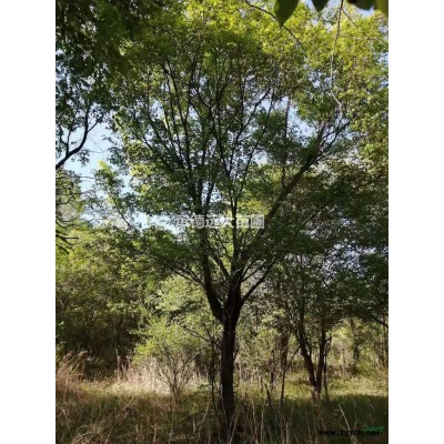 暴馬丁香 河北承德單珠暴馬丁香供應基地