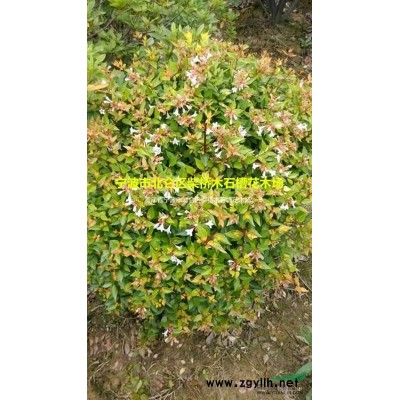 浙江茶梅樹|寧波茶梅樹價(jià)格便宜*新|柴橋茶梅樹基地批發(fā)