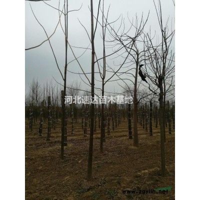 連翹苗，大叢生連翹，獨(dú)干連翹花灌木