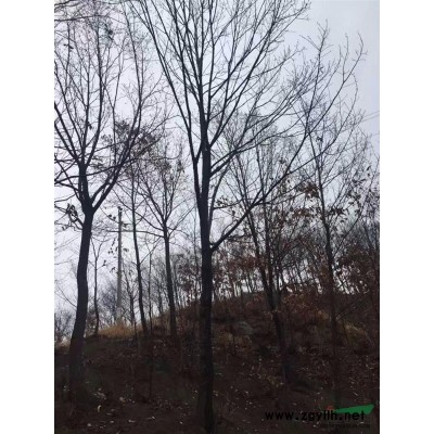 南陽地區(qū)黃櫨批發(fā)