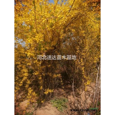 黃櫨花灌木，叢生黃櫨兩年苗