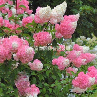 苗圃批發(fā) 金葉連翹 花葉連翹 金邊連翹 各種規(guī)格杯苗 地苗 工程苗 根系發(fā)達(dá)成活率高 庭院布*景觀苗