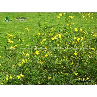 茶梅價格_茶梅圖片_茶梅產地_茶梅綠化苗木苗圃基地