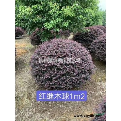 供應花石榴:叢生:D5cm一D8cm單桿