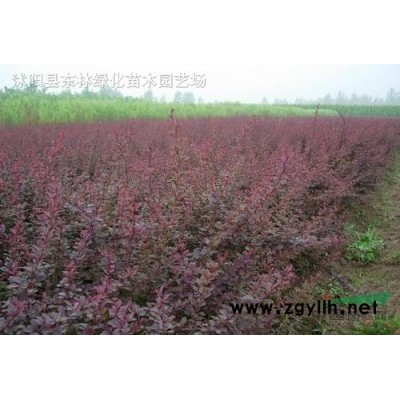 供應(yīng)花石榴價格、花石榴圖片、花石榴產(chǎn)地、花石榴綠化苗木基地