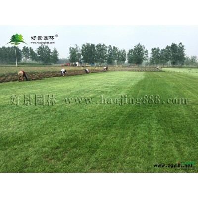 黃櫨價格_黃櫨圖片_黃櫨產地_黃櫨綠化苗木苗圃基地