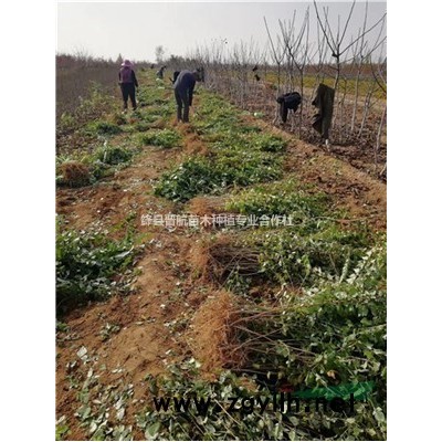 山西連翹苗產地 低價 量大 易成活 藥用連翹苗 連翹苗
