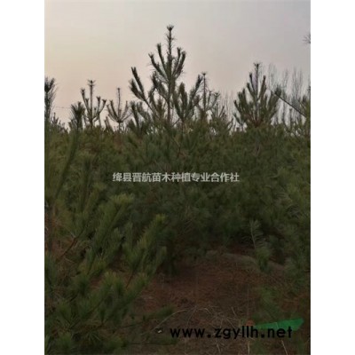 連翹苗育苗基地直銷連翹苗-藥用連翹苗-連翹小苗