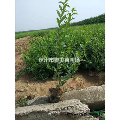 河北定州緊急出售80-150公分高的華北連翹15000棵