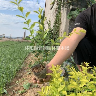 紅瑞木生出售