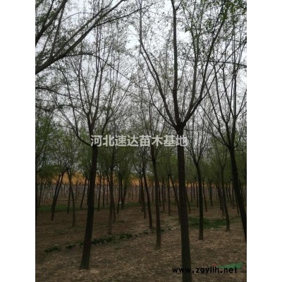 丁香花，叢生丁香，嫁接矮冠丁香