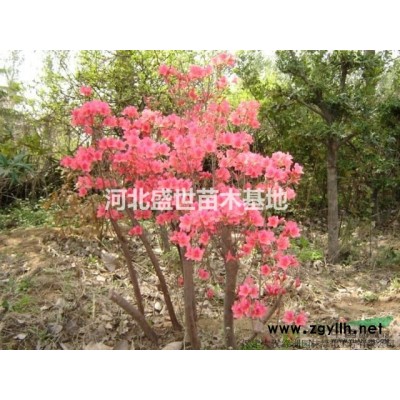 黃櫨種植基地 專業種植優質的黃櫨