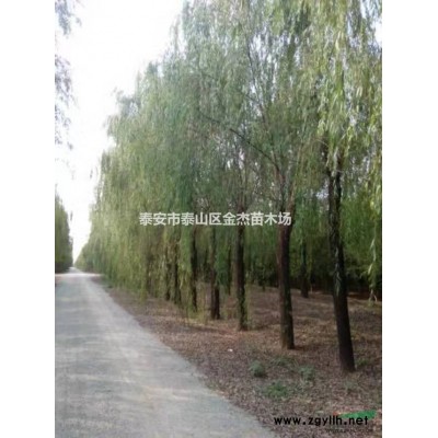 供應連翹，爬山虎，棣棠，珍珠梅，流蘇，竹子，山茱萸