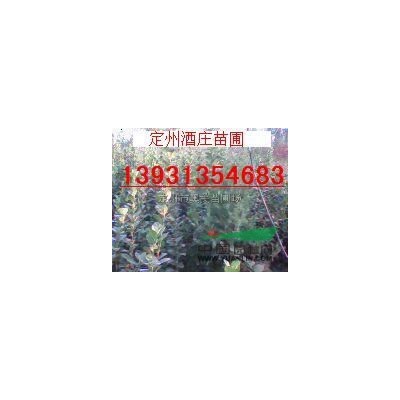 河北定州供應80-150公分高的東北直立連翹30000棵