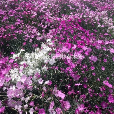 紅瑞木種子價格是多少？購買種子要注意什么？